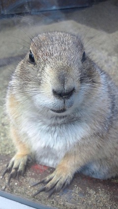 どーぶつえーん！