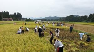 麒麟山酒造の稲刈り