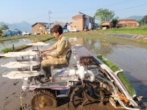 田植え