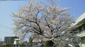 新潟の桜　満開宣言