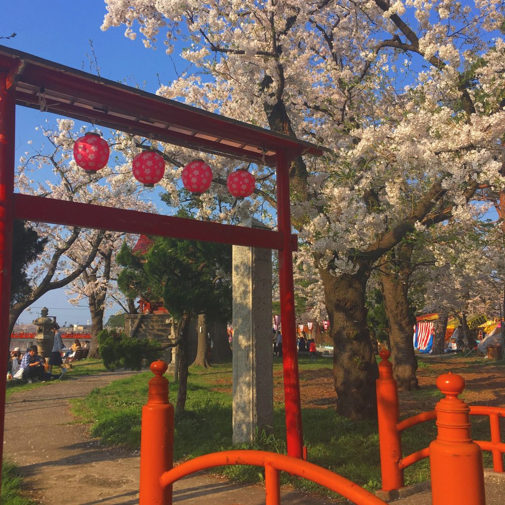 高田の桜！