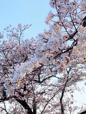 お花見（今更）