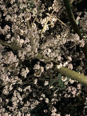 夜桜撮るのむずい