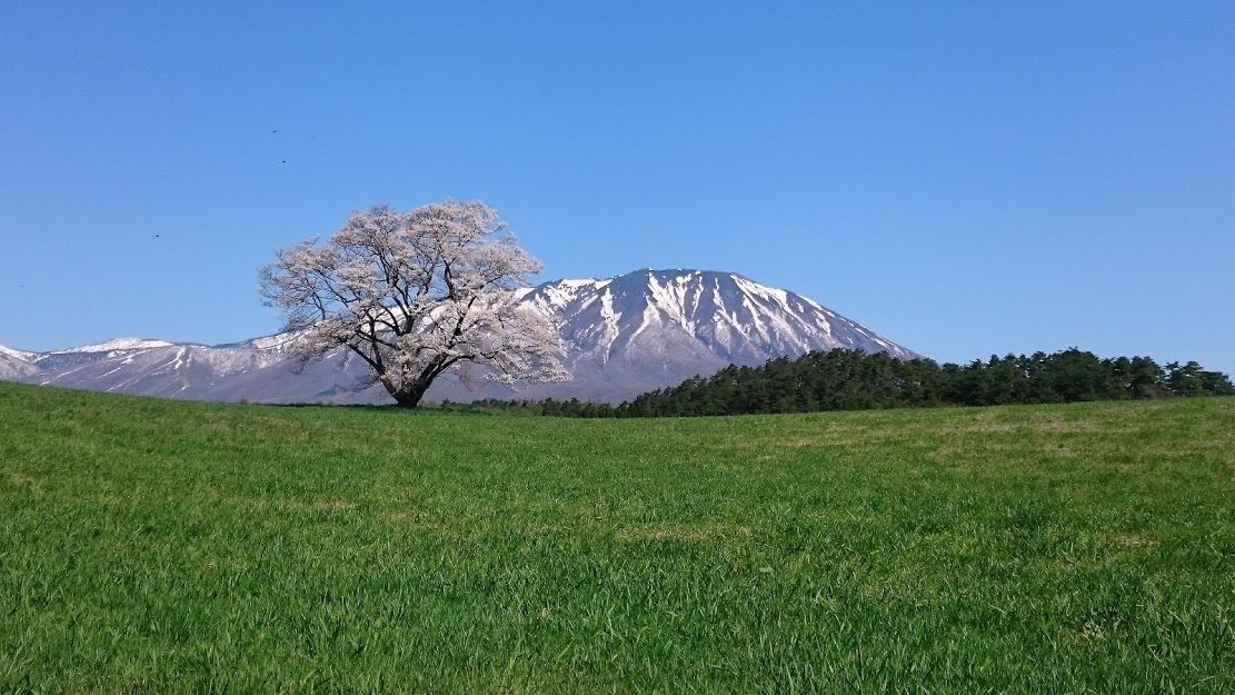 岩手・秋田の桜