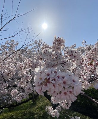 Cherry Blossom