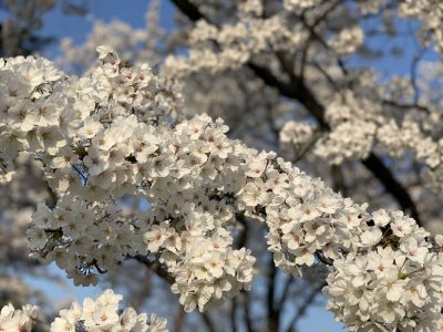 お花見